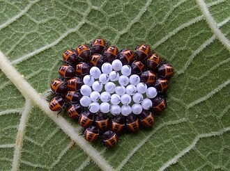 Halyomorpha Halys neanides on fig leaf (Ezio Sacchi)