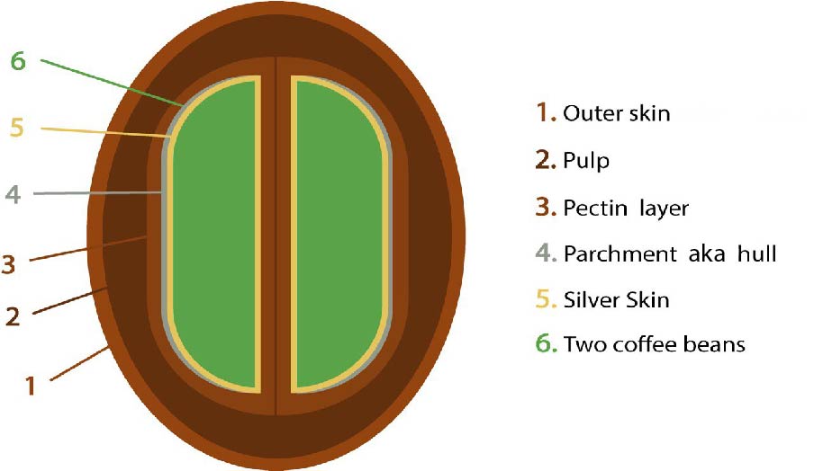 Coffee Bean Layers