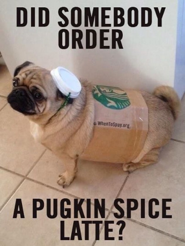 Pugkin spice latte meme
